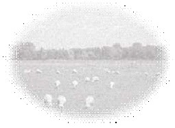 schapen